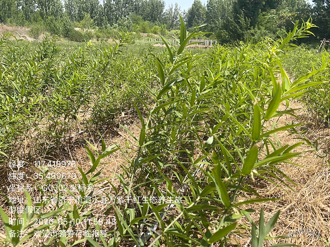 黄精种植基地
