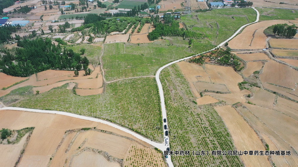 金银花1号地