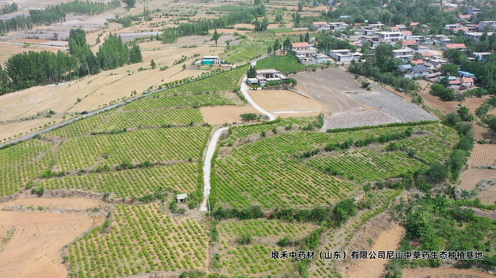 金银花2号地