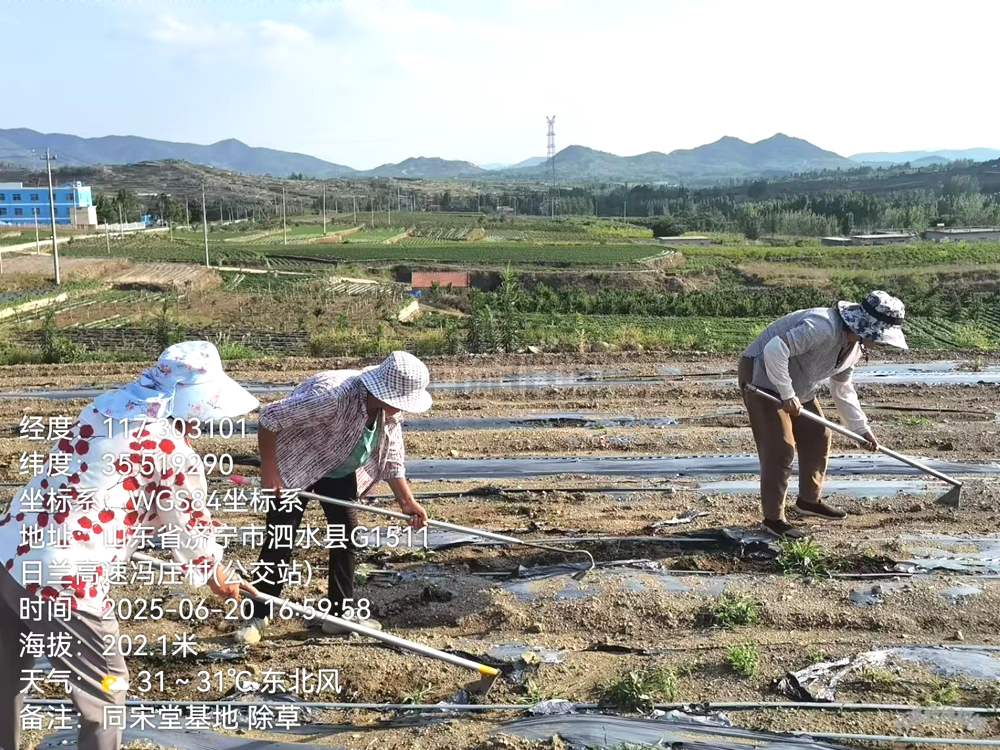 基地人工除草