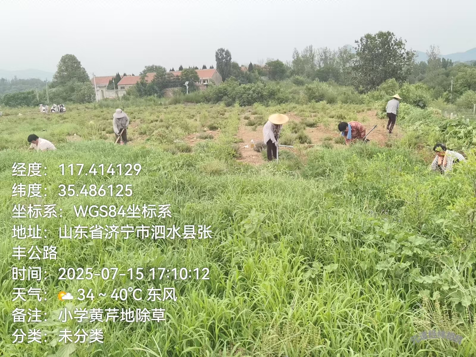 黄芩人工除草