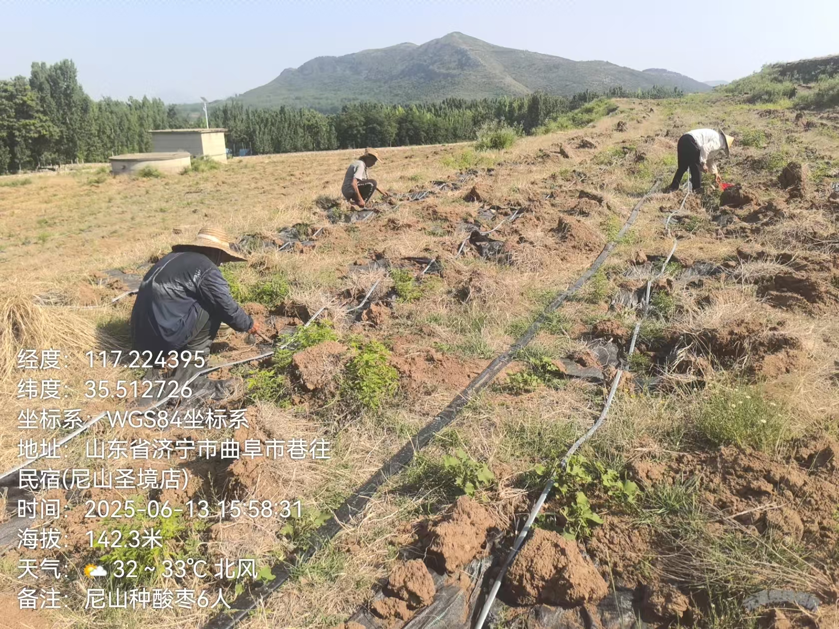 酸枣种植