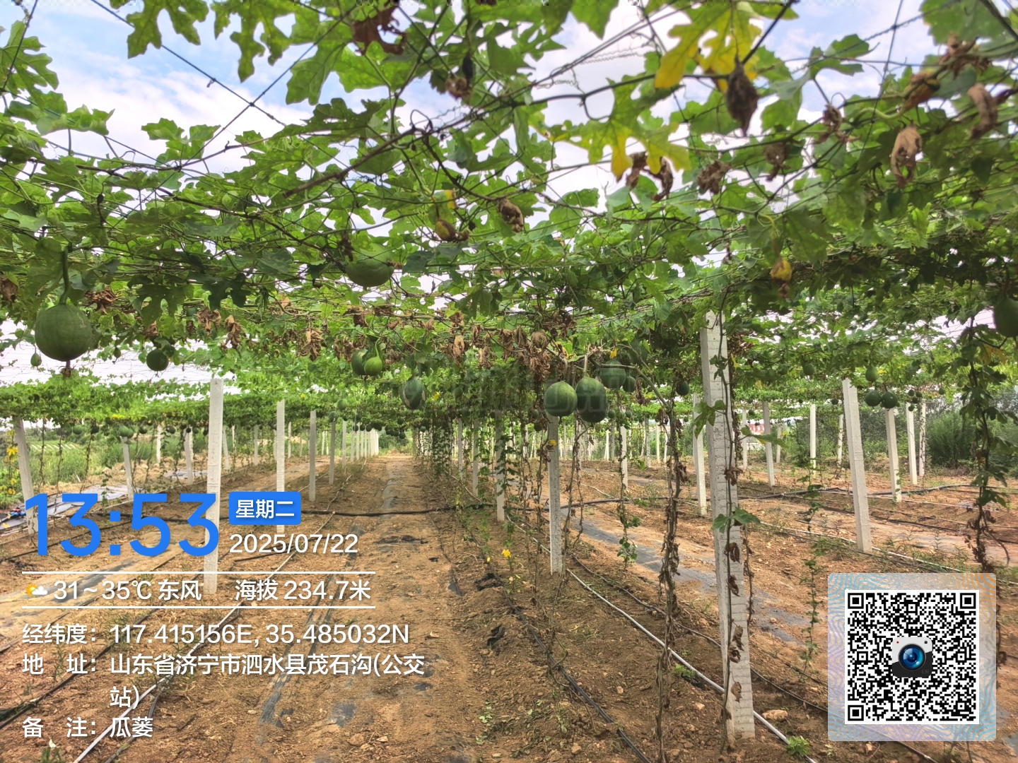 瓜蒌基地